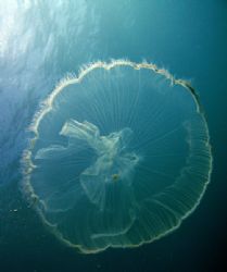 Jelly in the blue by Lora Tucker 